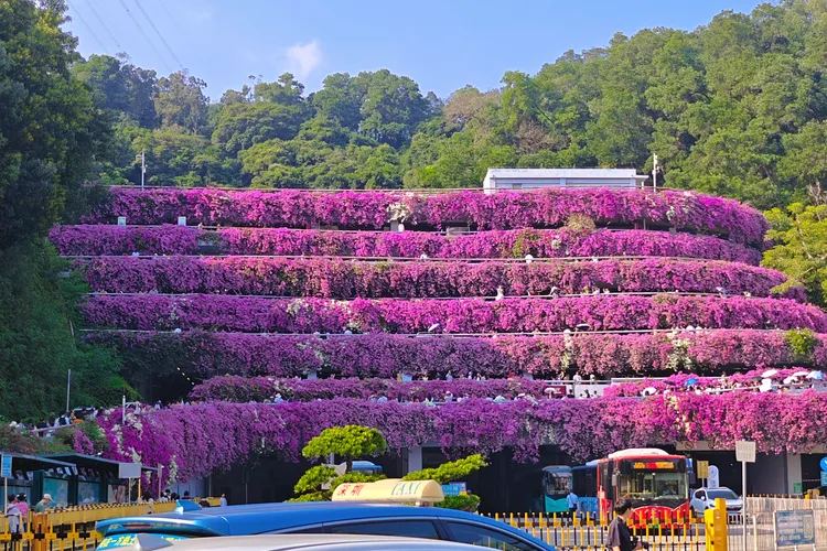 Shenzhen Xianhu Bougainvillea Flower Sea: A Beautiful Photo Spot in Luohu