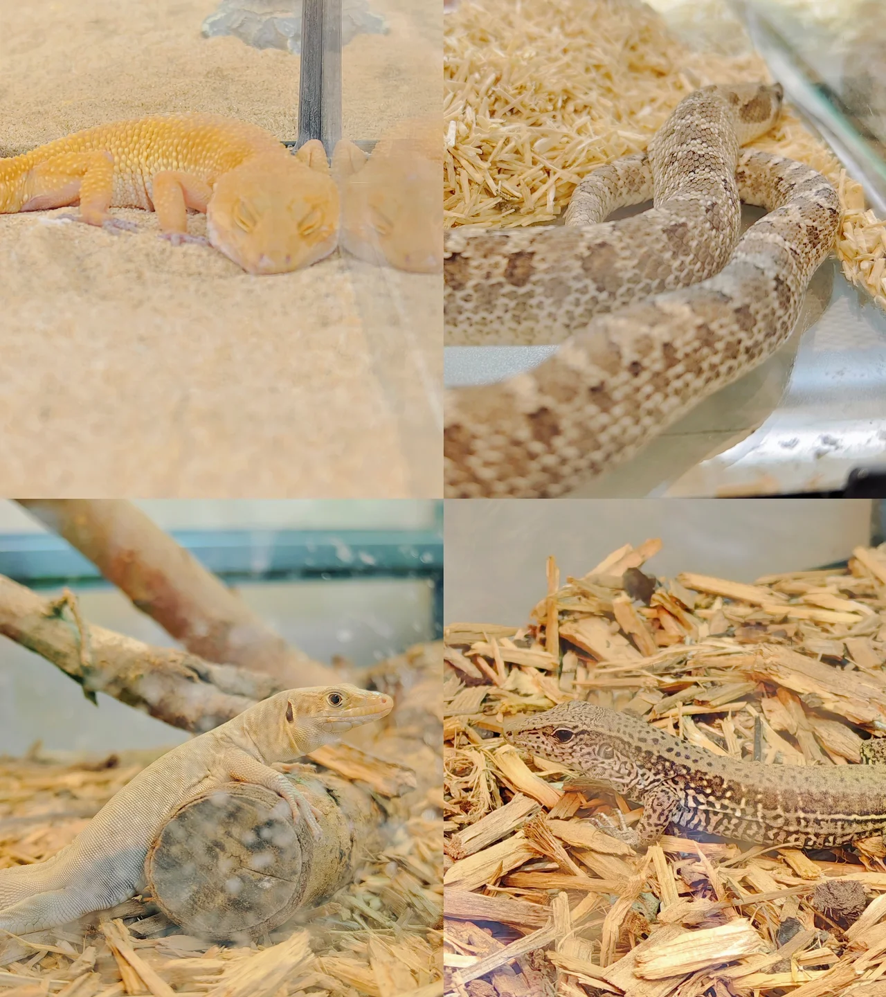 exotic pets