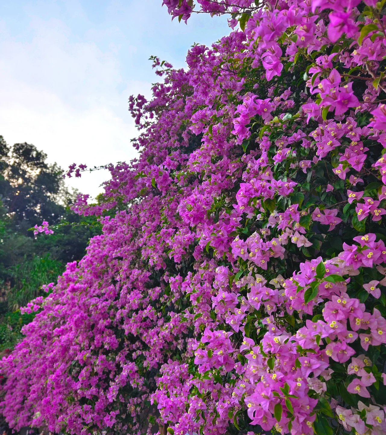 bougainvilleas undre blue sky