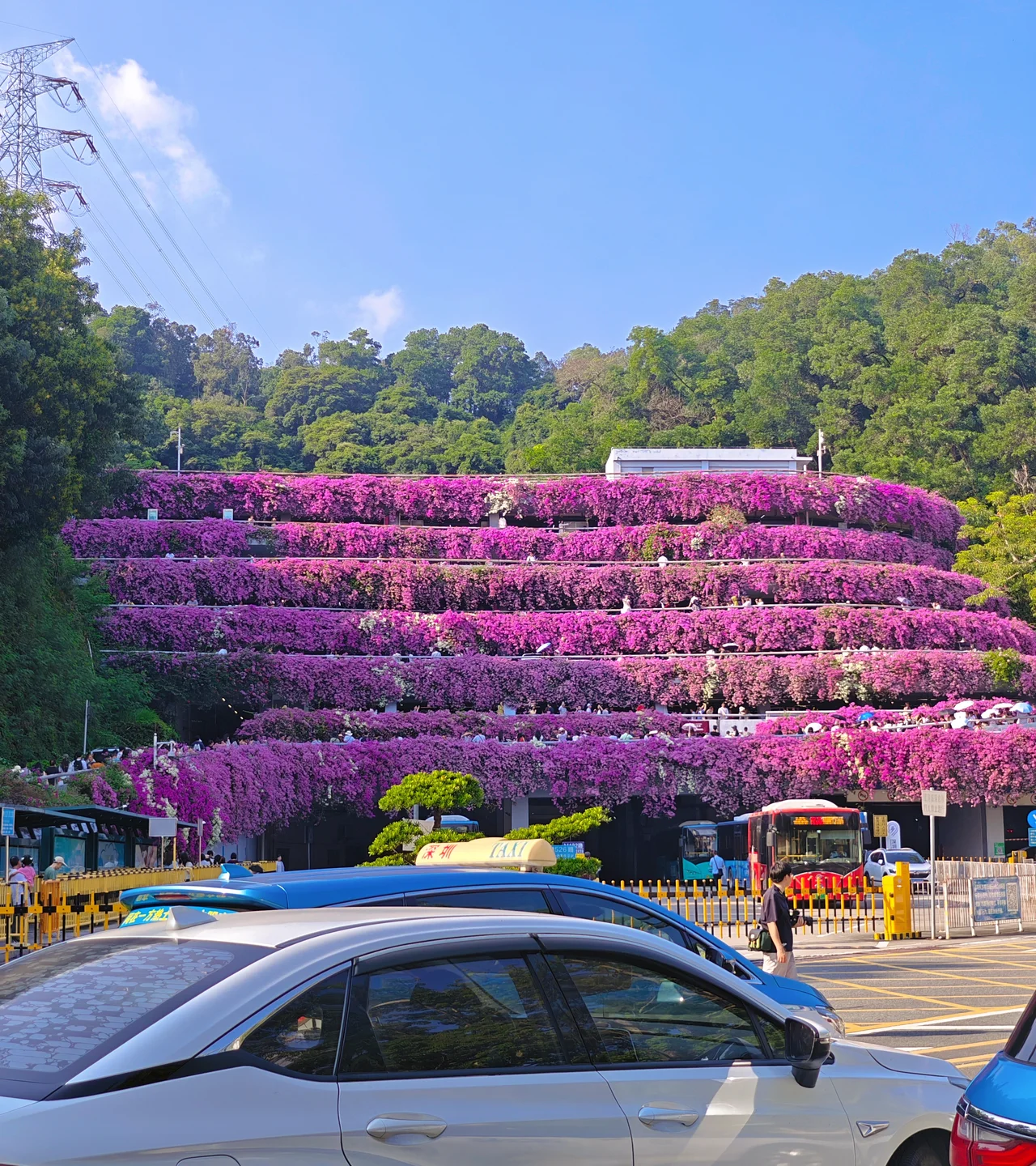 bougainvilleas