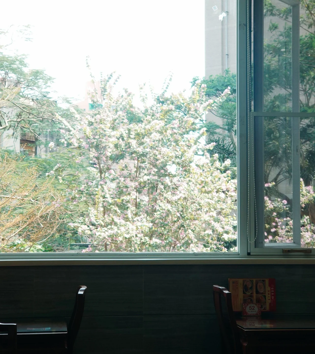 spring time shenzhen